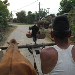Chitwan