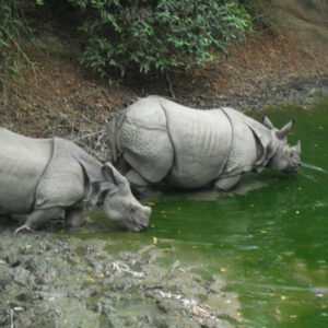 Chitwan National Park