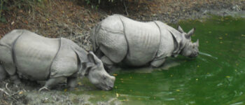 Chitwan National Park