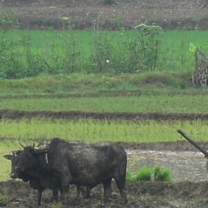 Pokhara
