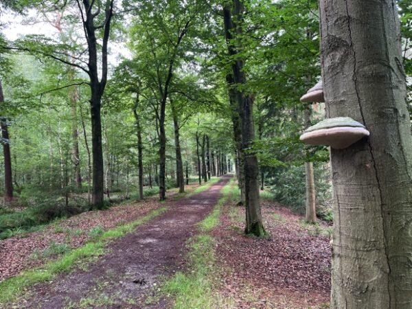OLAT wandeldagen 2023