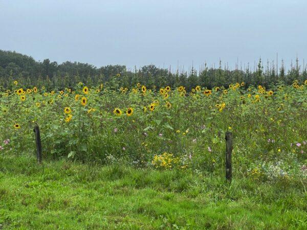 OLAT wandeldagen 2023