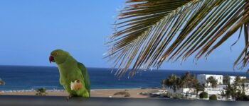 2024 Lanzarote