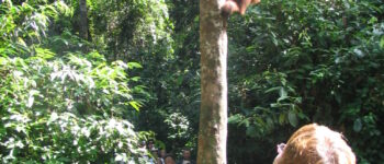 Borneo Sukau rainforest